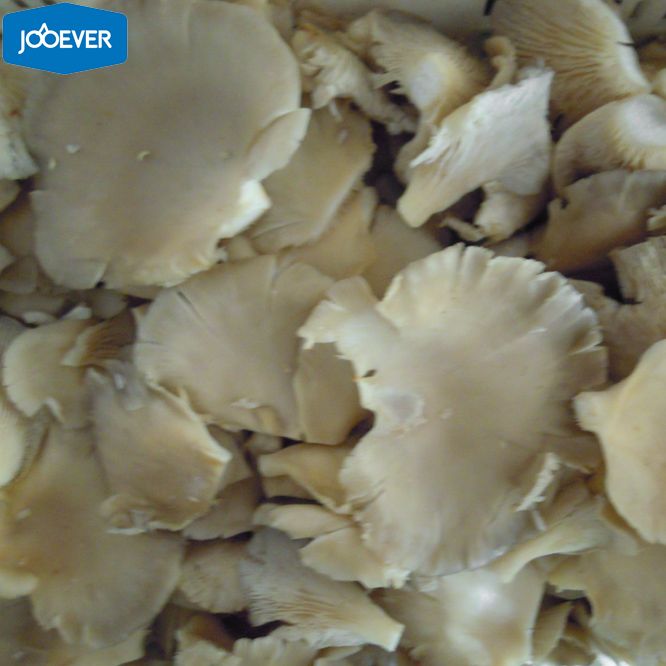 IQF Frozen Oyster Mushroom chunk
